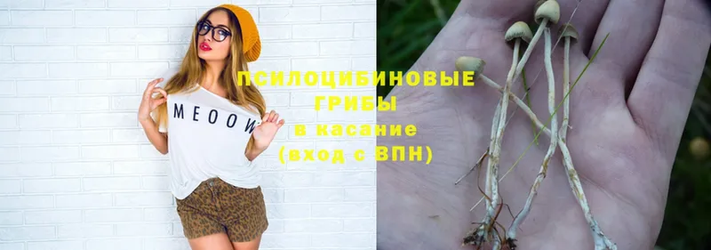 MEGA зеркало  купить наркоту  Волхов  Псилоцибиновые грибы Psilocybe 